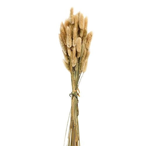 Dried Bunny Tail Grass Bundle 50 Stems Natural