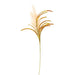 Pampas Spray Natural 31"