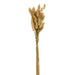 Wispy Dried Bunny Tail Grass Bundle 25 Stems Natural