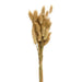 Wispy Dried Bunny Tail Grass Bundle 25 Stems Natural