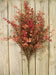 Red Baby's Grass Bush 21"