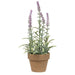 Potted Flowering Sage Purple