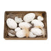 White Speckled Eggs in Box