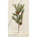 Country Pine Spray 16"