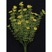 Yellow Astilbe Bush 10.5"