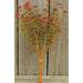 Red Fall Astilbe Bush 10.5"